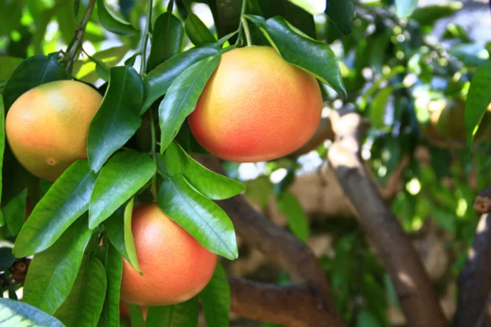 Reife Grapefruits am Baum